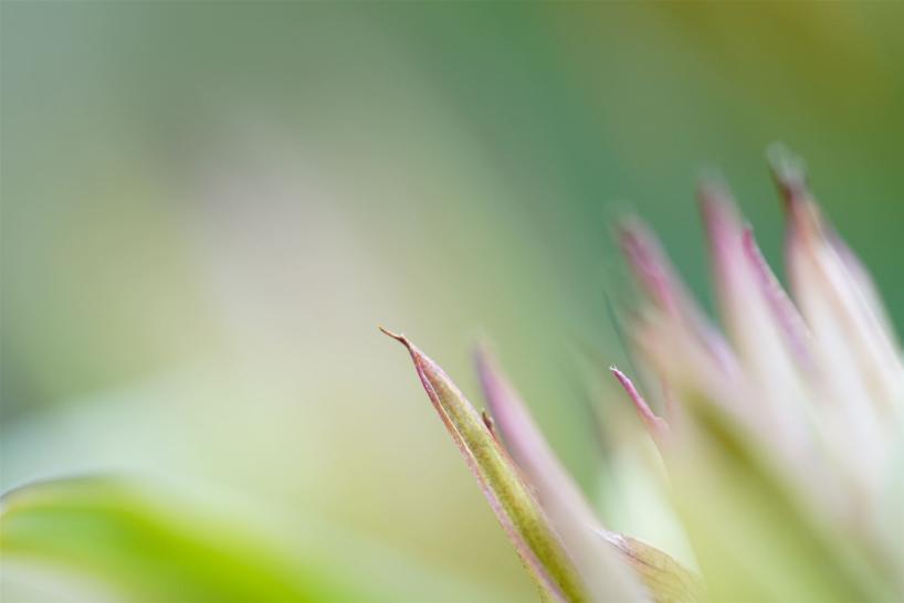 Haiku 02 Daniela Arnold