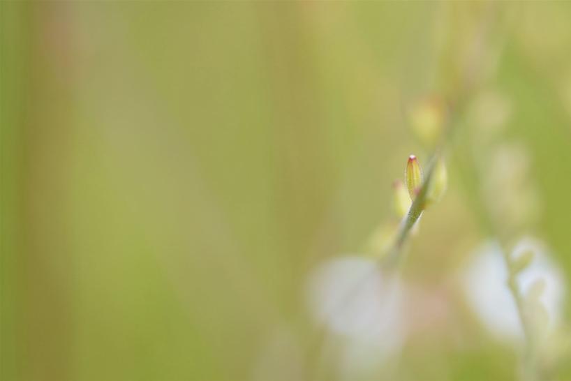 Haiku 05 Daniela Arnold