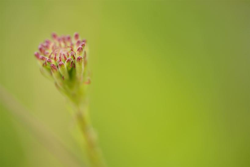 Haiku 08 Daniela Arnold