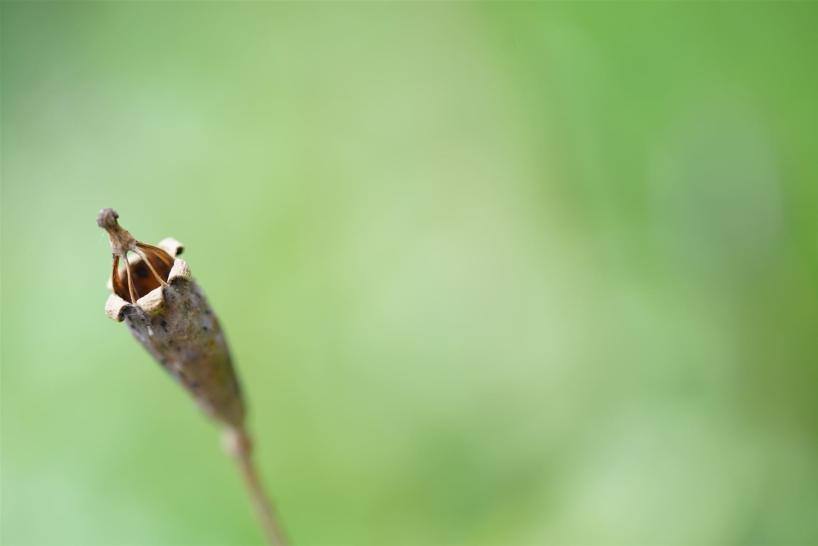 Haiku 14 Daniela Arnold