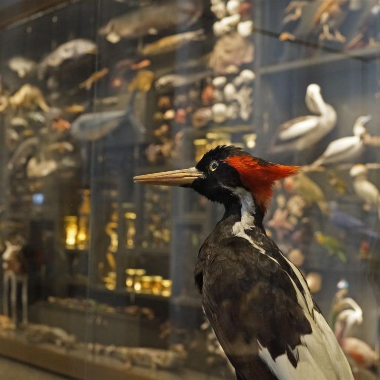 Ausgestorben von Thomas Arnold