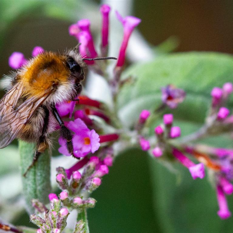 Ackerhummel von Elmar Lichtl
