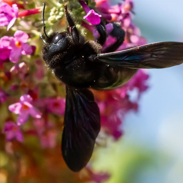 Holzbiene von Elmar Lichtl