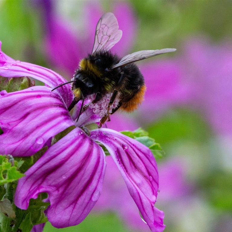 Steinhummel von Elmar Lichtl
